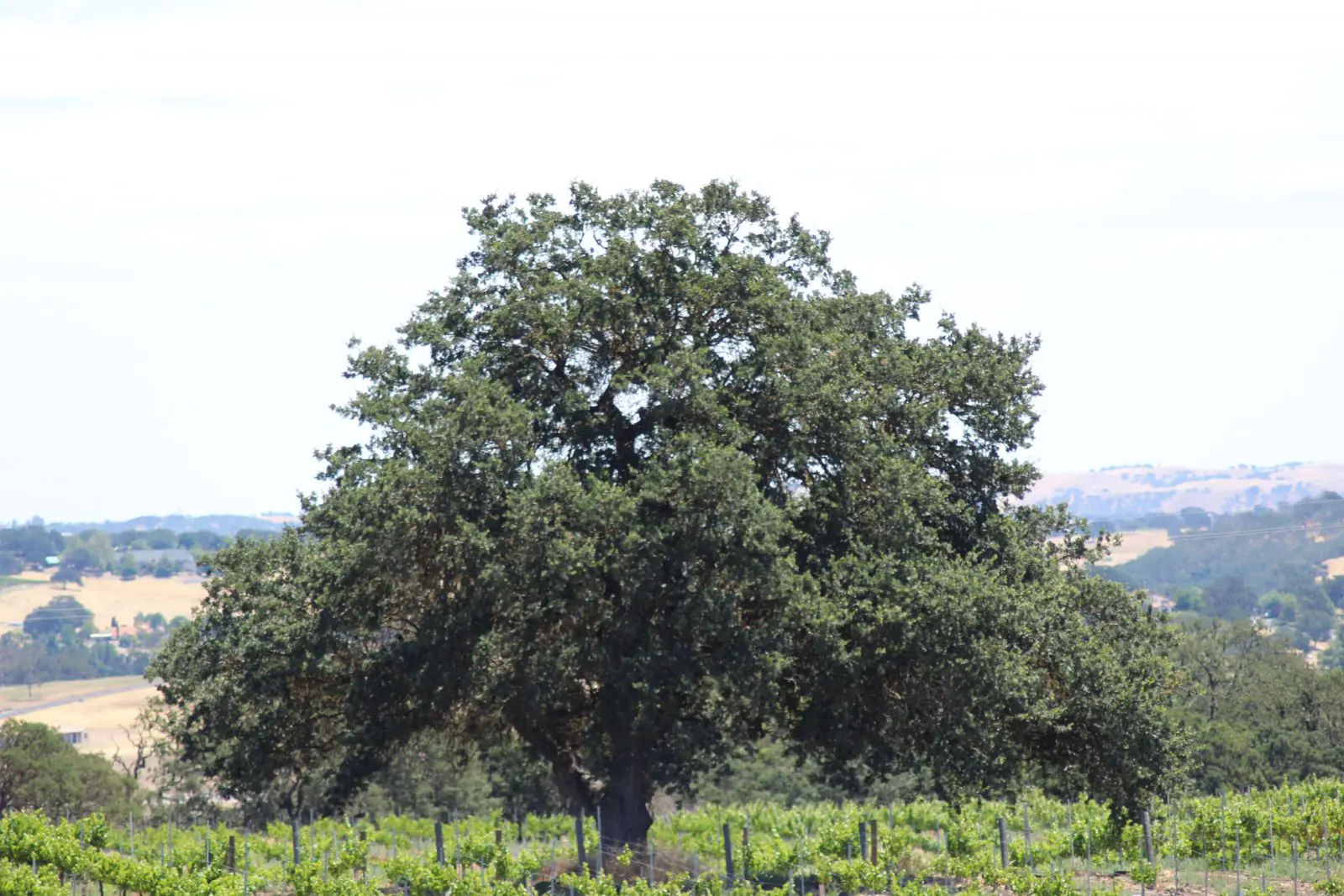 Doce Robles Winery & Vineyard